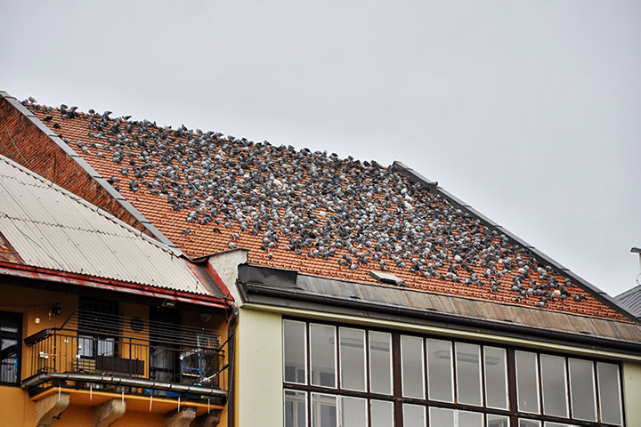 A2B Pest Control are able to install spikes to deter birds from roofs in Great Harwood. 