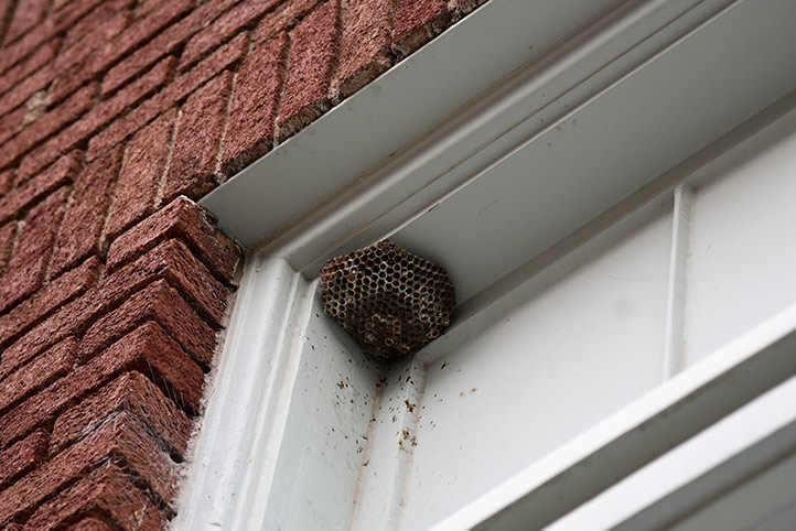 We provide a wasp nest removal service for domestic and commercial properties in Great Harwood.